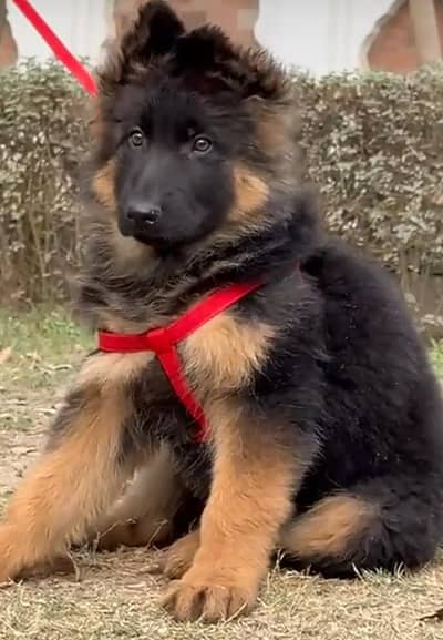 German shepherd puppies for sale healthy 0326=65=49=136