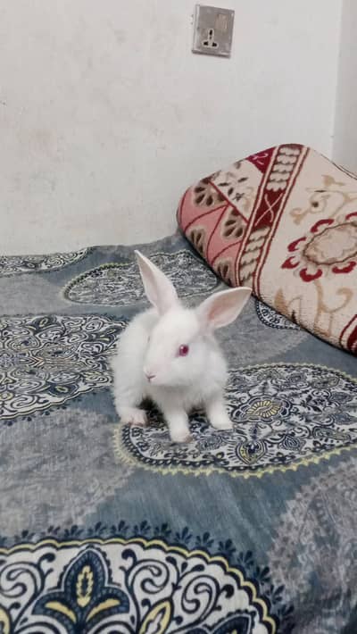 Red eyes  rabbit for sale .
