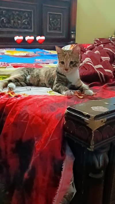 Home grown cat double coat