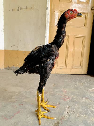 Pakistani Kamalia breed long height Aseel Murga 0307:490-36-24