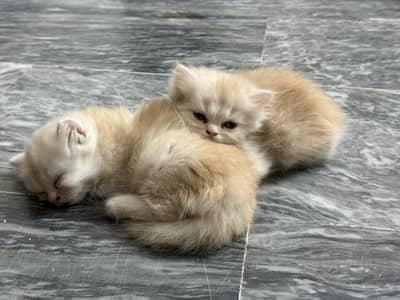 Persian Kittens