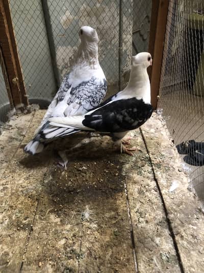 Satinet breeder available