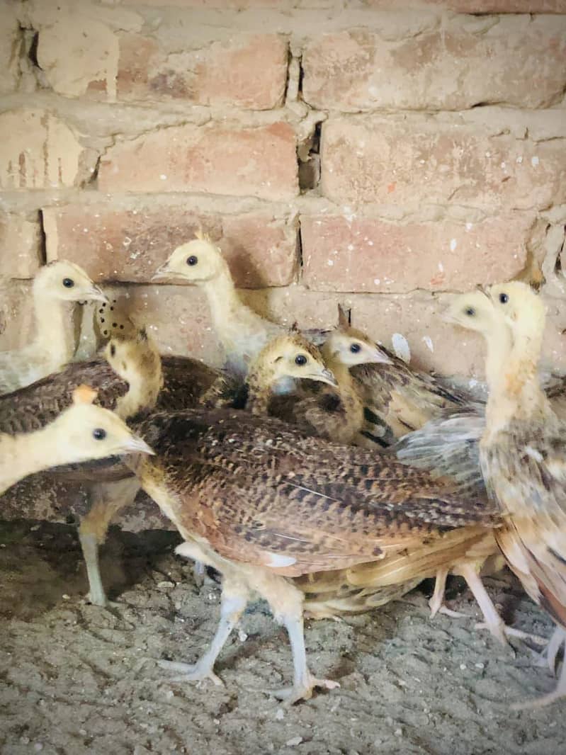 peacocks  1