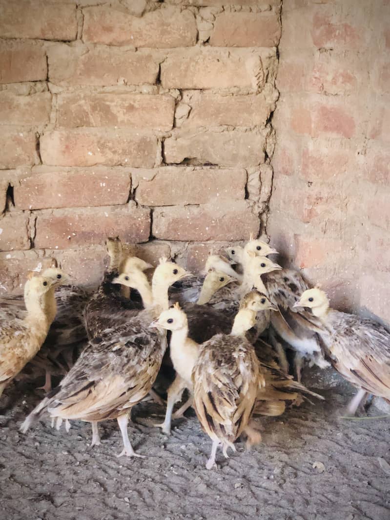 peacocks  4