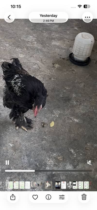 male for sale