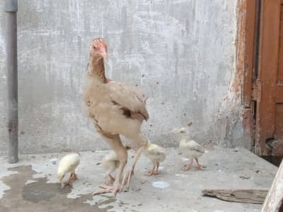 Pure Aseel White Eyes with 4 Chicks