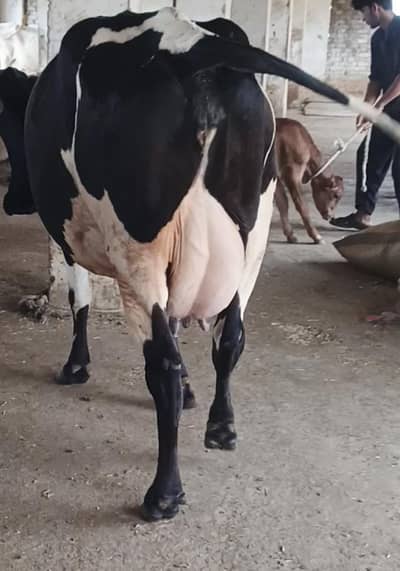 Cow/Buffalo/haifer