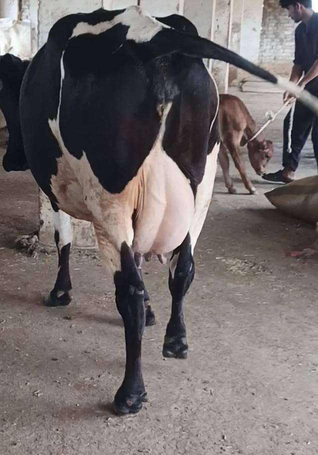 Cow/Buffalo/haifer 0