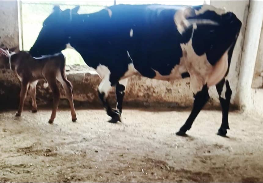 Cow/Buffalo/haifer 1