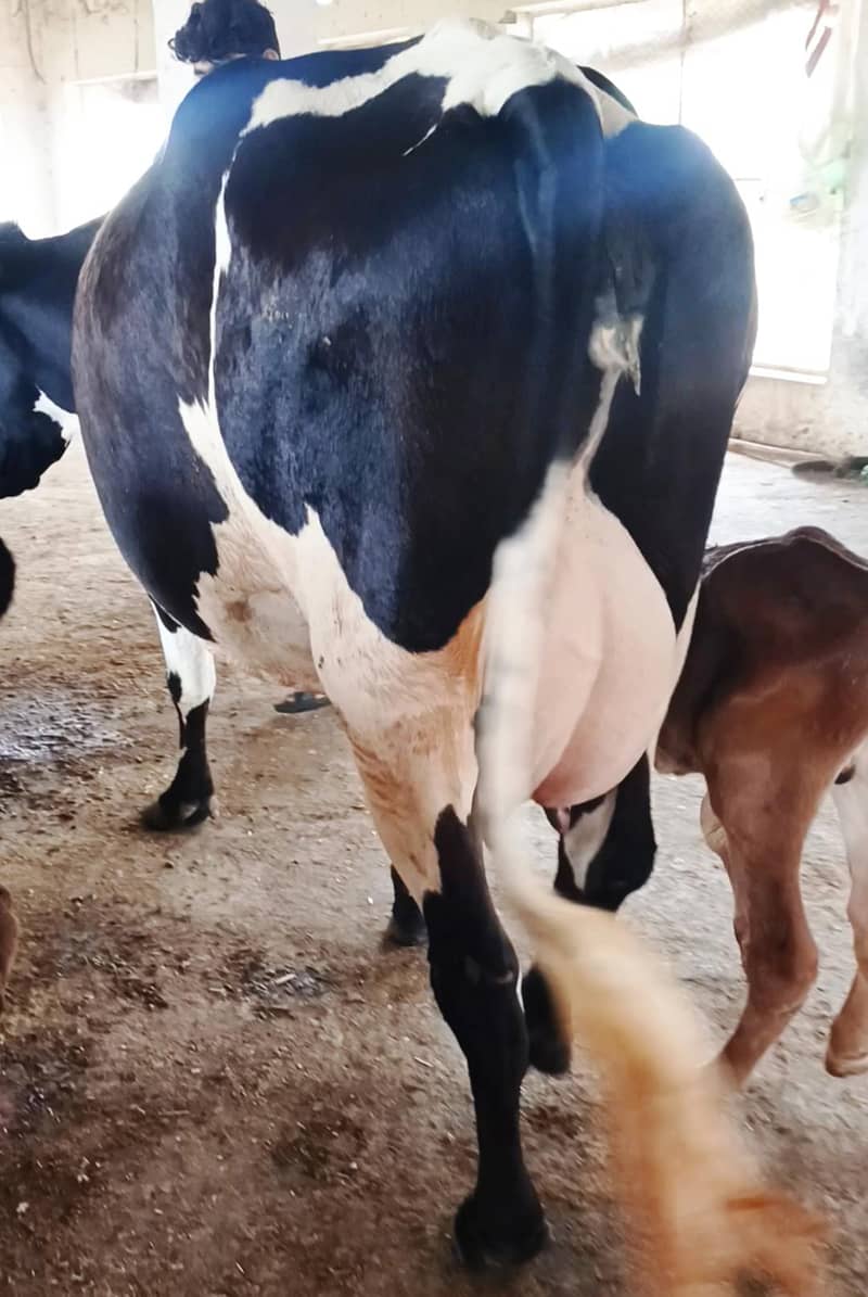 Cow/Buffalo/haifer 2