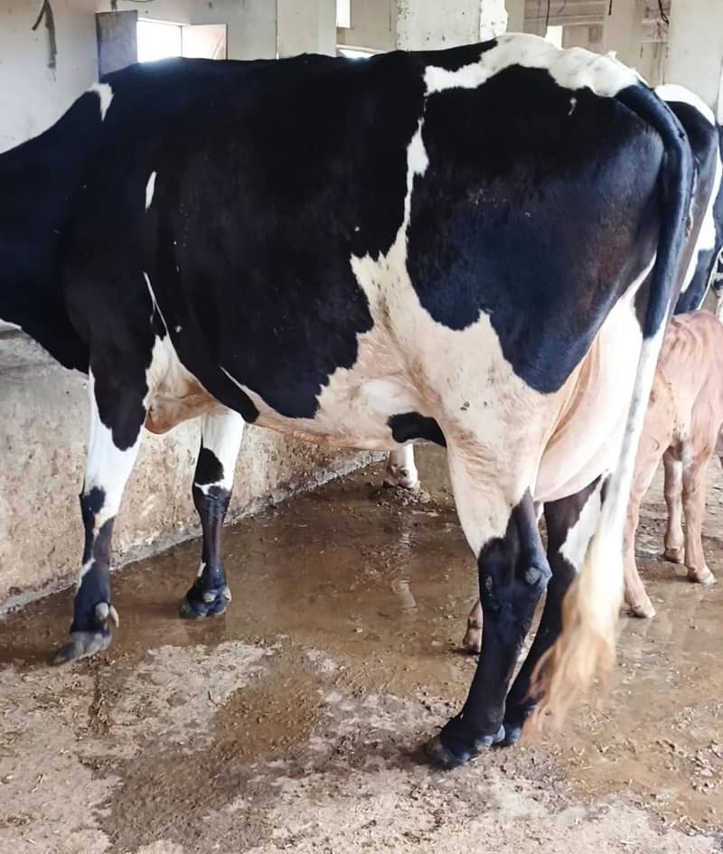 Cow/Buffalo/haifer 3