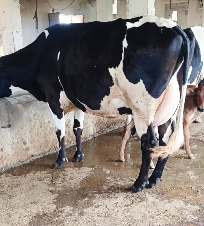 Cow/Buffalo/haifer 4