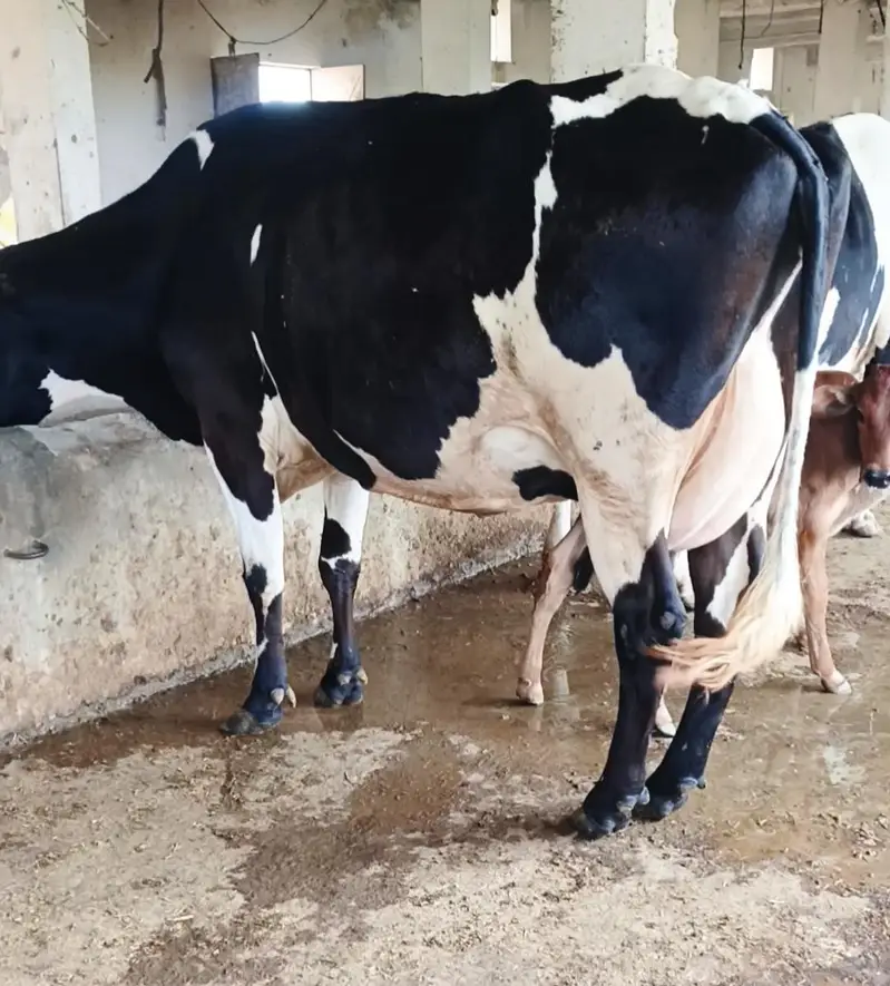 Cow/Buffalo/haifer — photo 5