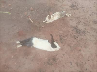 Rabbit breeding pair