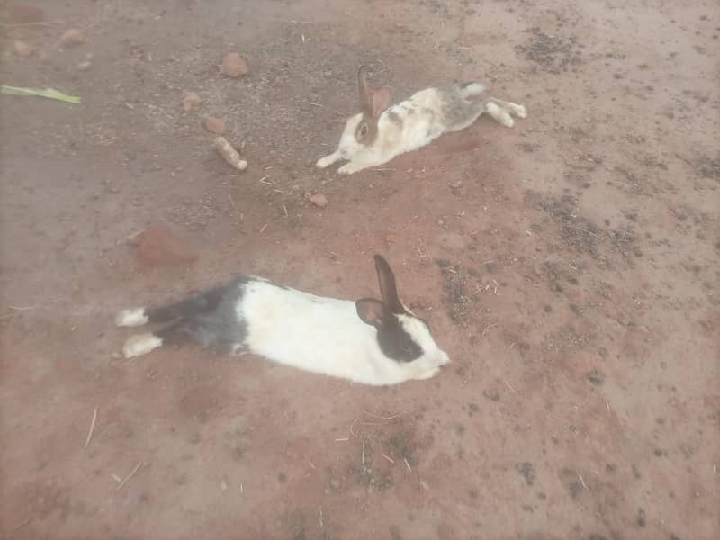 Rabbit breeding pair 0