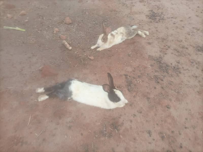 Rabbit breeding pair 1