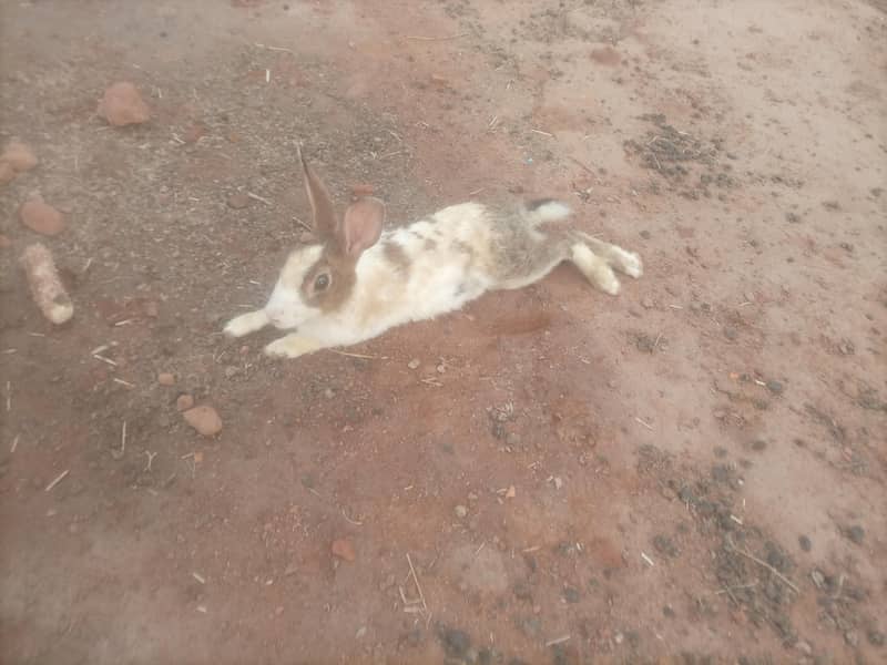 Rabbit breeding pair 2