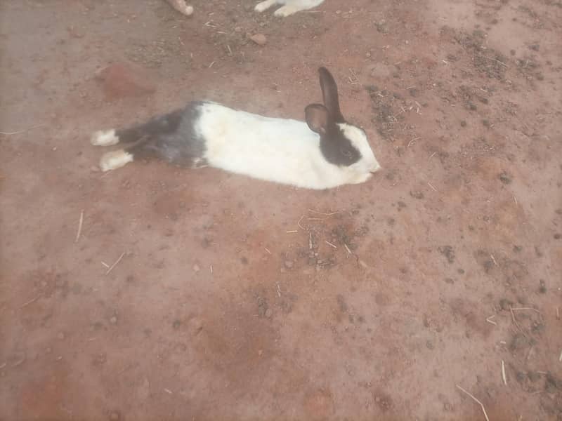 Rabbit breeding pair 3