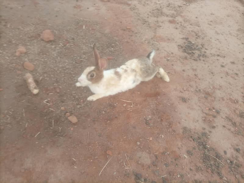 Rabbit breeding pair 4
