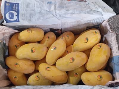 Sindhri mangoes