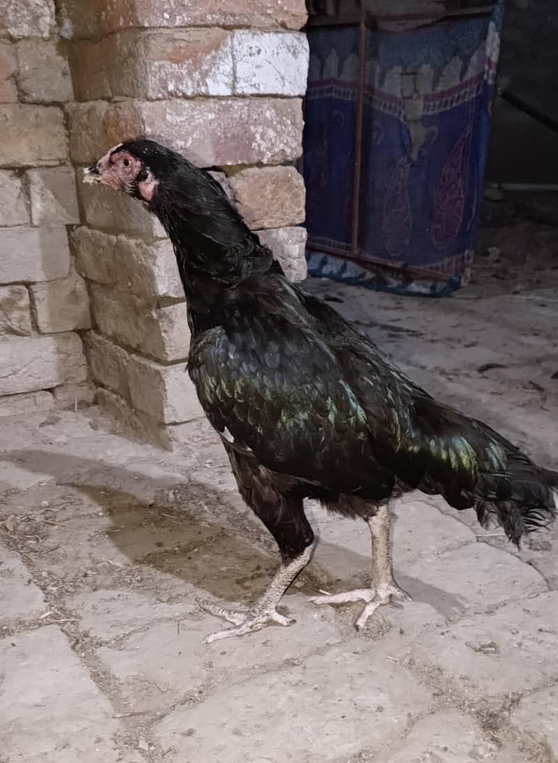 aseel 1