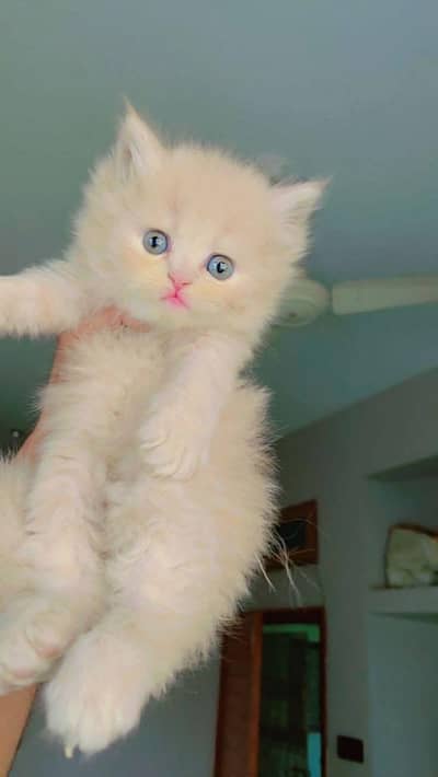 Persian cat for sale 2 month age