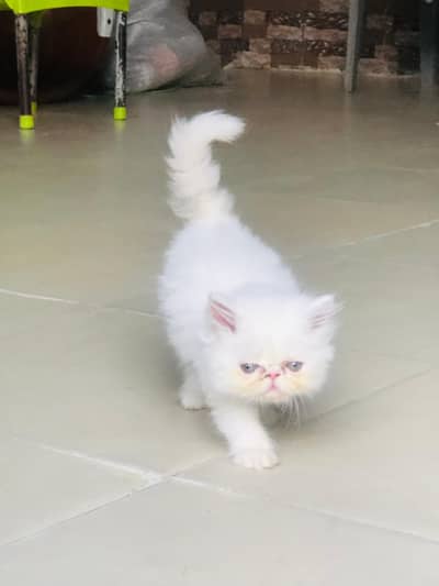 Kittens All white persian