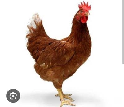 3 Hens and one desi Murgha for sale