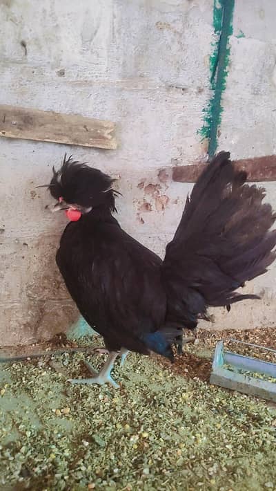 black polish female
