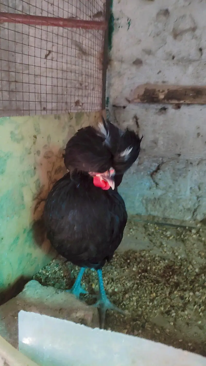 black polish female — photo 2
