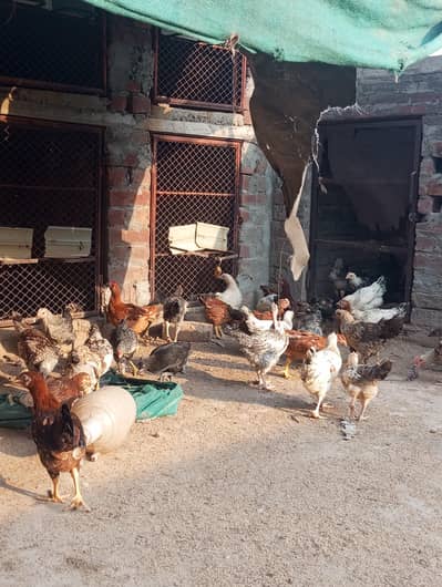 50 Day Golden misri Fully Active Chuza