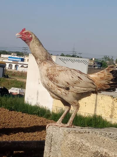 chicken and hens for sale