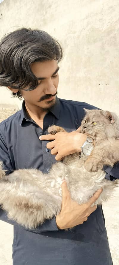Persian Brown and white cat for sale
