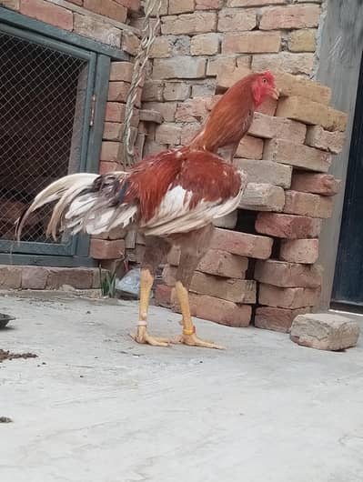 for sale