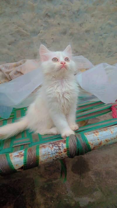 persian