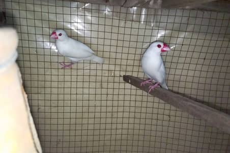 White Jawa Finch Breeder Pair For sale