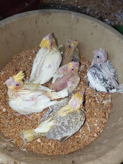 Cocktail Chick's