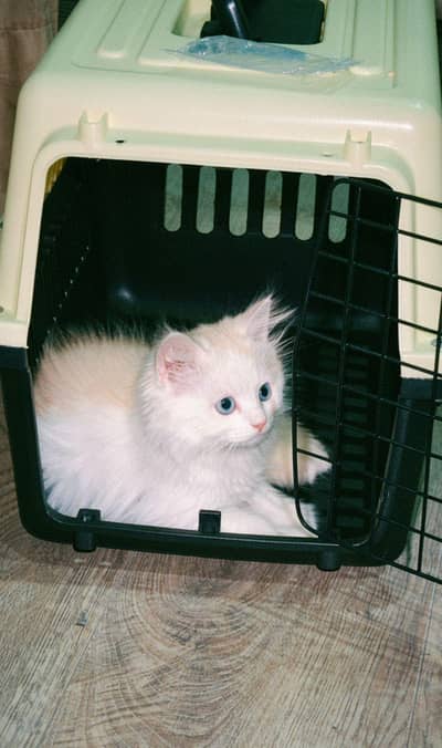 Persian kitten for sale with acessories