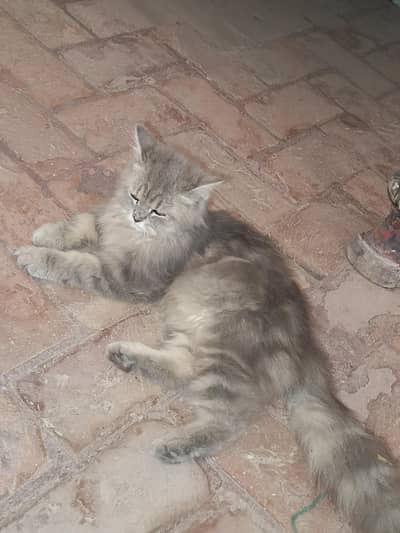 cat for sale