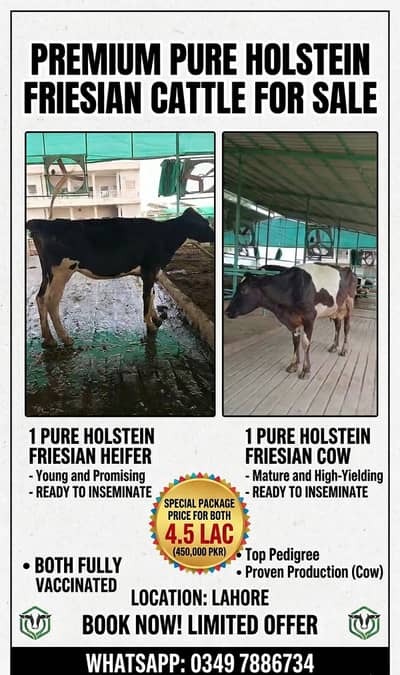 Cows for Sale | Heifer| گائے | Pair of Cow and Heifer in 4.50 lac