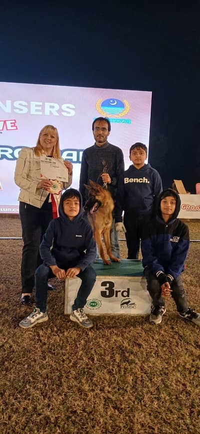 ​ PREMIUM SHOW-QUALITY GERMAN SHEPHERD FEMALE FOR SALE 