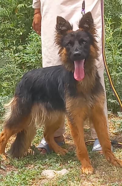 garman shepherd long caot female show quality healthy and active