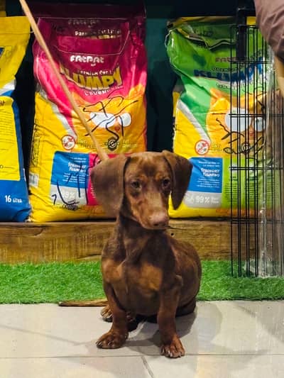 German Dachshund male pup For Sale –co. no– 0+3+0+1+8+4+8+2+8+3+1