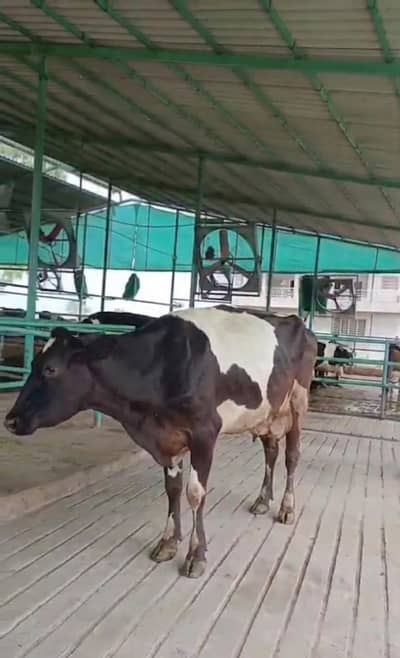 Freisian Cows for Sale | Heifer| گائے | Pair in 4.20 lac