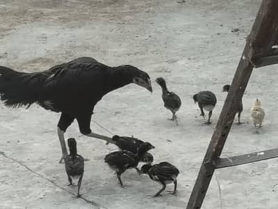 chicken