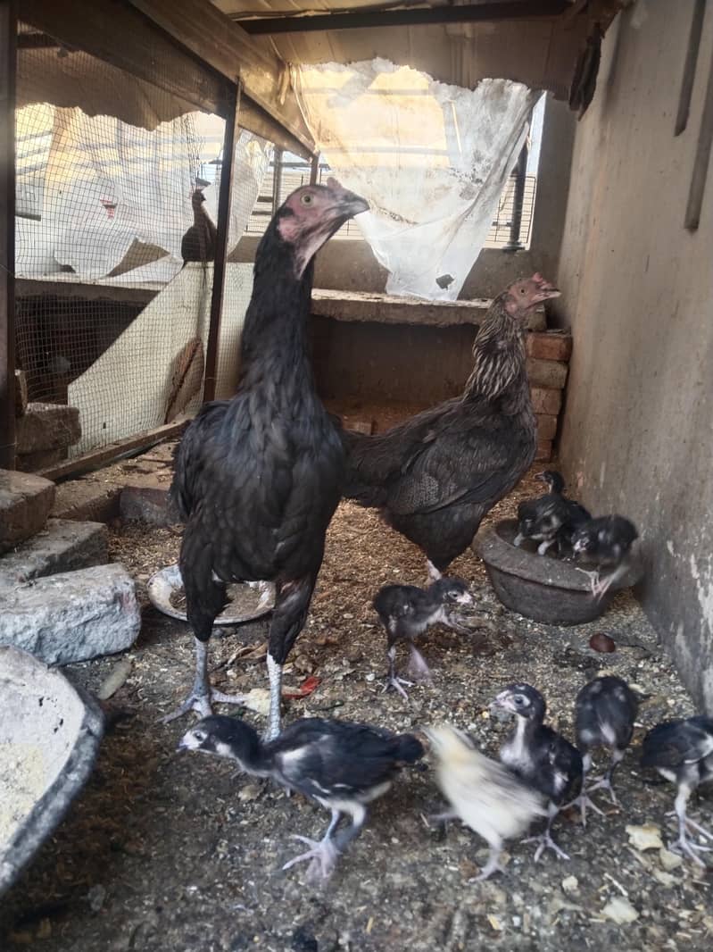 chicken 1