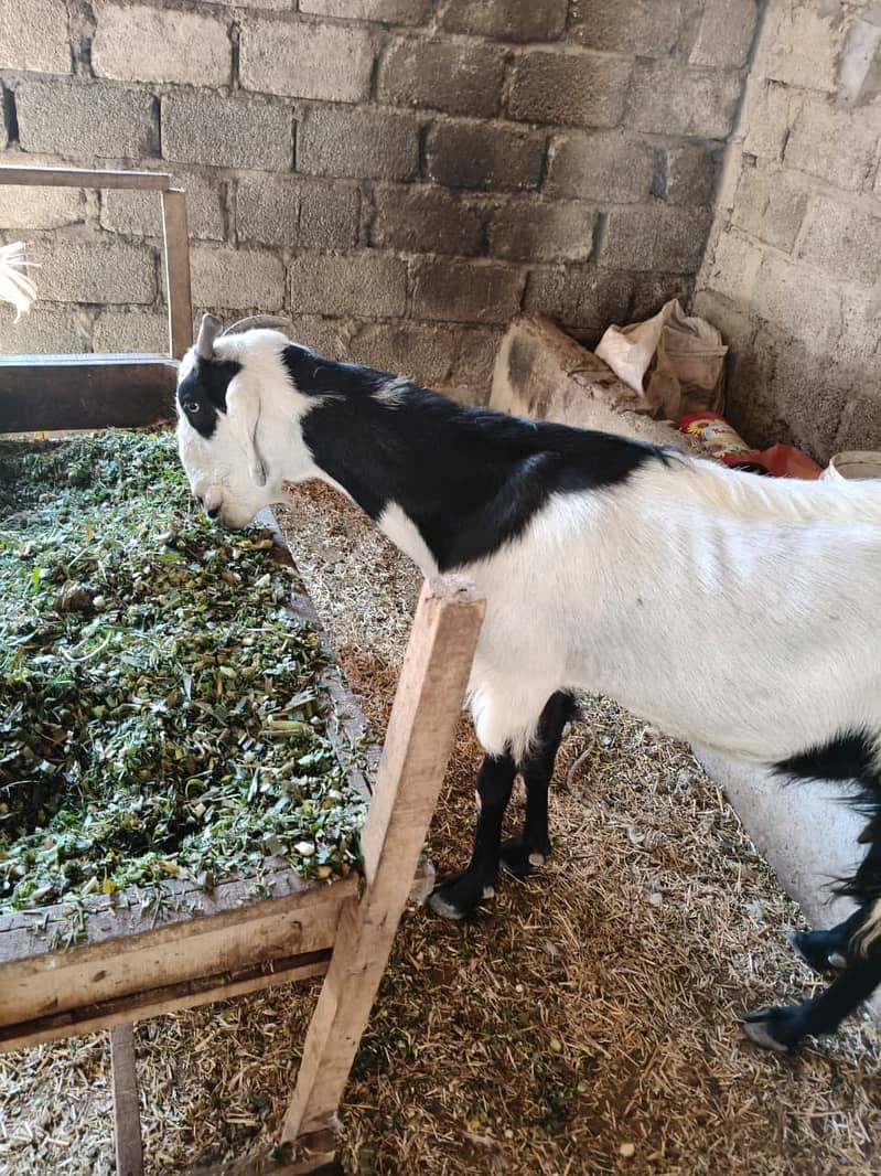 Bakri 0