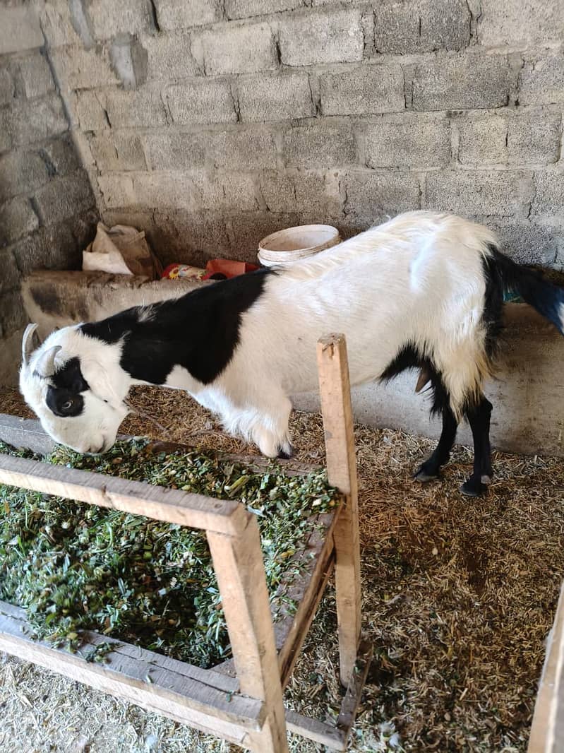 Bakri 1