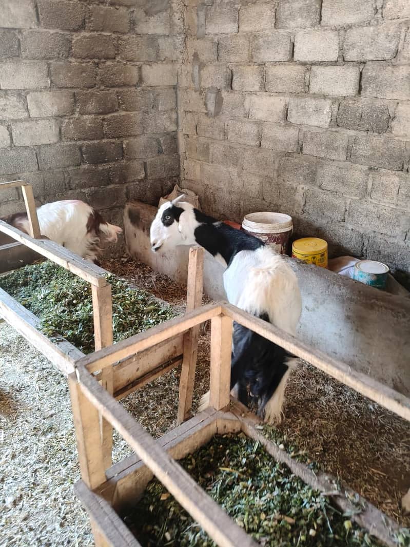 Bakri 2