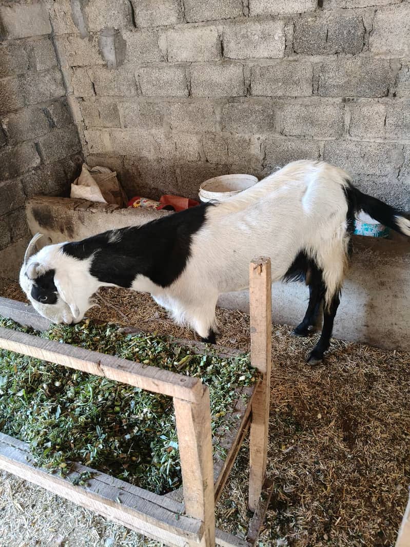 Bakri 3